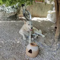 هاسکی درجه یک