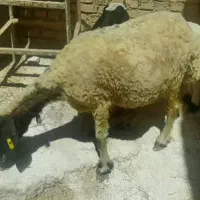 فروش گوسفند دو قلو زا