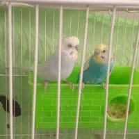 پرنده|پرنده|مشهد, شهرک مهرگان|دیوار