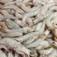 میگو تازه