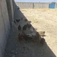 مرغ جهادی