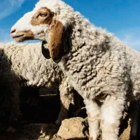 .گوسفند زنده شکم خالی50%تخفیف خونی