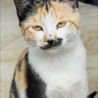 واگذاری گربه ها