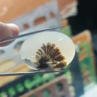 شجر کلکسیونی