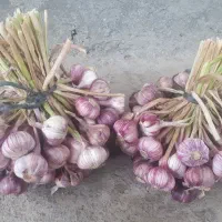 فروش سیر شیرین ییلاق