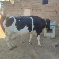 گاو هلشتاین