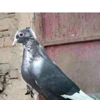 کبوتر پلنگ سیاه کاکل