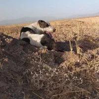 واگذاری سگ
