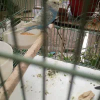 مرغ عشق انگلیسی