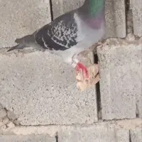 پلاکی