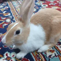 خرگوش جفت