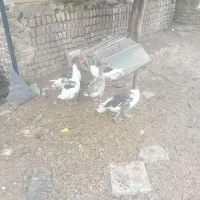 پنج عدد غاز ۶ ماهه