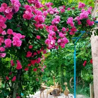 اجاره خانه ویلایی 100متری در آخر کاشانی