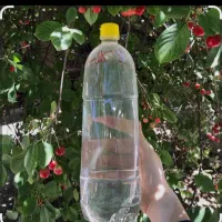 گلاب تازه