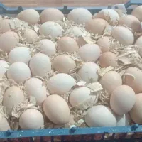 تخم مرغ صددرصد نطفه دار