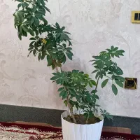 گل طبیعی|گل و گیاه طبیعی|باسمنج, |دیوار