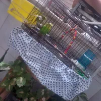 یک جفت مرغ عشق با وسایل