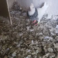 فولادی الماسی