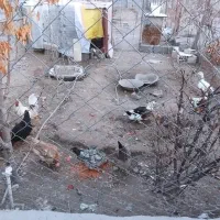 مرغ و خروس و اردک