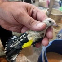 فروش سهره و جوجه سهره درجه یک و قواردار ذات دار