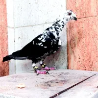 کبوتر|پرنده|زاهدان, |دیوار