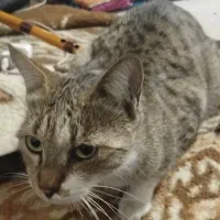 مژدگانی جهت یافتن گربه گمشده