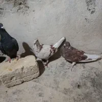 کفتر