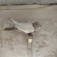 سینه
