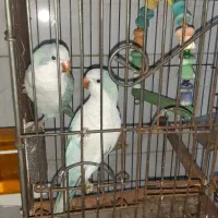 راهب آبی بلو اسکای