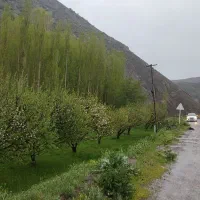 باغ کنار جاده فروش یا معاوضه با آپارتمان در رشت