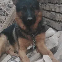سگ ژرمن اصیل