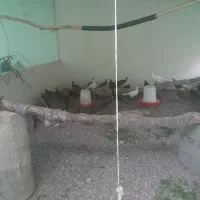 جوجه طاووس و .