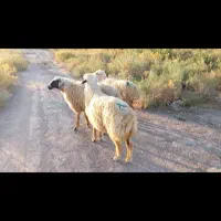 ۲ راس بره نر چاقِ چاق