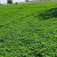 سبزی شوید  پفکی و شنبلیله خشک درجه یک