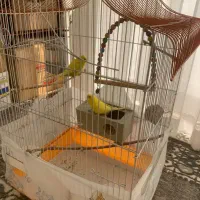 دو جفت مرغ عشق نر و ماده کارداده جفت آماده