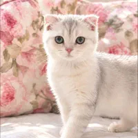 اسکاتیش نر سیلور چشم سبزns11