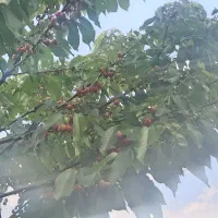 گیلاس|خدمات باغبانی و درختکاری|انگوت, |دیوار