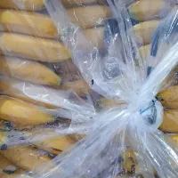 موز مجلسی
