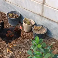 خروس شش ماهه