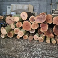 خرید و برش انواع درخت چنار کاج صنوبر سیب به