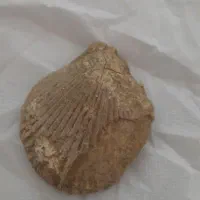سنگ فسیل طبیعی