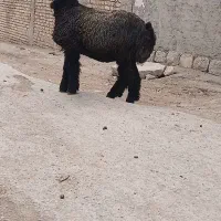 ماده اصل