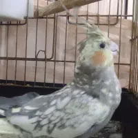 یک جفت عروس هلندی  نر و ماده مولد