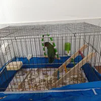 کوتوله|پرنده|تیران, |دیوار