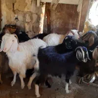 بز قربانی