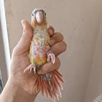 جوجه گرینچیک آناناسی