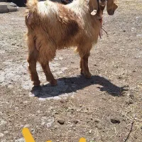 بزغاله نر چاق مناسب