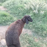 بره میش بز