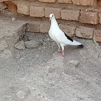 کبوتر دم سیاه خوشگل