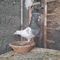 کله الماسی نروماده